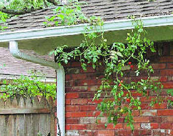 Grow Tomatoes in Your PVC Gutters The Hydroponics Way | GutterTalk ...